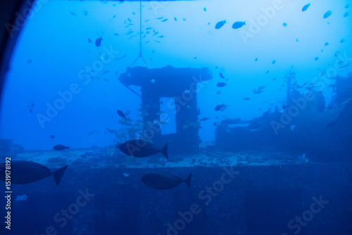 School of fish move through submerged reef structure with soft light filtering from above, Oahu, Hawaii, December 1, 2019