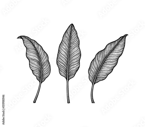 Three Leaves Engraving Vector Illustration on White Background. Vector Graphic. 
