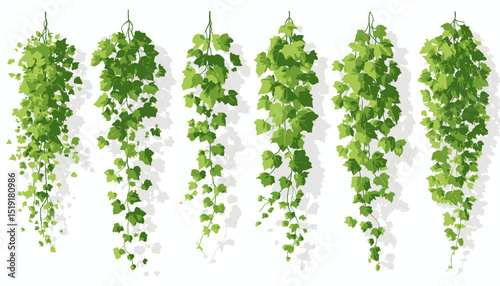 Cartoon Green Ivy Vines Vector Set of Hanging Plants for Design
