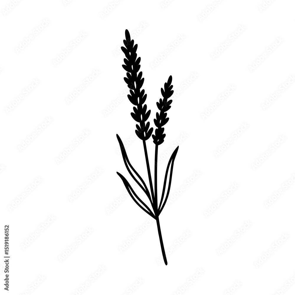 Simple elegant black and white hand drawn lavender flower illustration on white background Simple elegant black and white hand drawn lavender flower illustration on white background