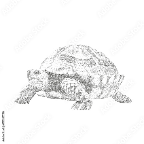Realistic Tortoise Illustration in Stippling Style – Black and White Vector Drawing