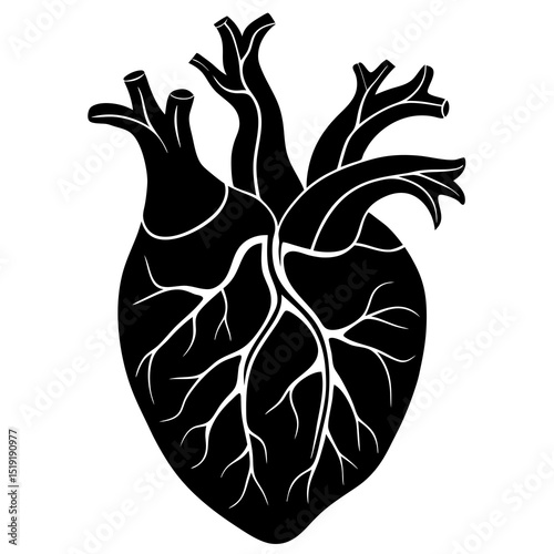 Anatomical Hearts with Roots vector white background