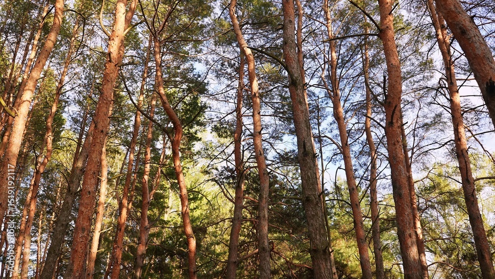 Fototapeta premium Tall Pine Trees Reaching Upward to the Sky in Forest