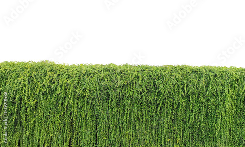 Green grass fence with transparent background, showing natural texture and fresh color. Suitable for design elements, garden decoration, or flexible and modern graphic needs.