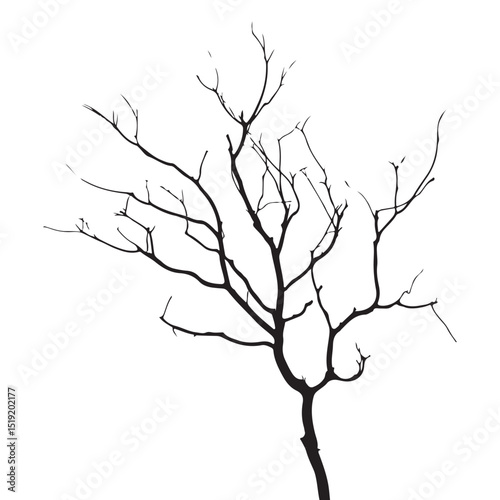 Black silhouette of a bare tree branch isolated on a white background for design