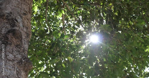 Sunlight through leaves, nature background, leaves blowing in the wind, nature bokeh, forest