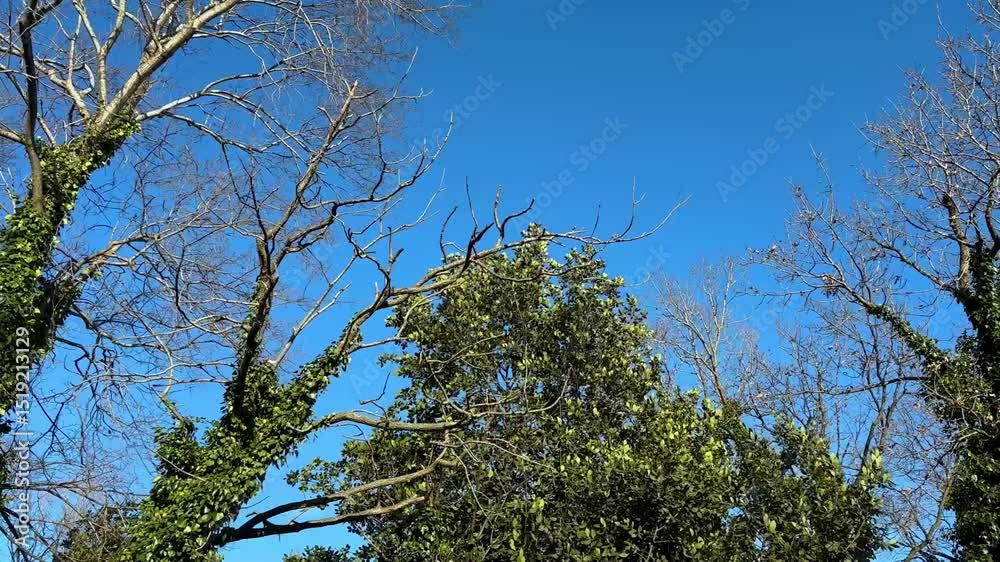 blue sky and green trees