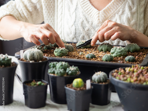 desert plant green cactus Astrophytum cacti woman people hand home garden fresh watering background beautiful houseplant flower leaf botany succulent nature tropical tree decoration pot select focus