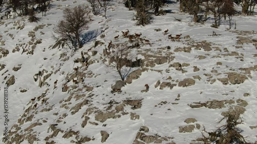 In winter, on a snow-covered high mountain, a group of male wild goats search for food on rocky terrain. Aerial view. Capra aegagrus.
