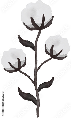 Fototapeta Naklejka Na Ścianę i Meble -  Cotton flowers bloom