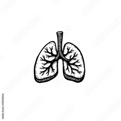 Illustration of Human Lungs: Detailed Anatomical Drawing for Medical or Educational Use