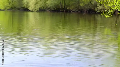 green grass and water