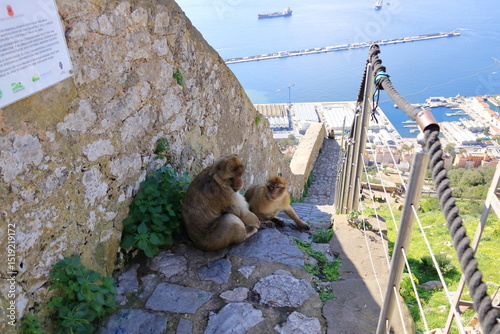 Gibraltar macaques at the Gibraltar rock, monkey, monkeys