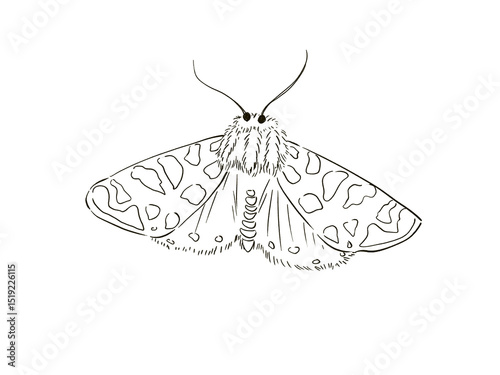 butterfly isolated on white