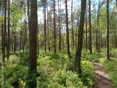 Rekyva forest during sunny summer day. Pine and birch tree woodland. Blueberry bushes are growing in woods. Sunny day with white and gray clouds in sky. Summer season. Nature. Rekyvos miskas.