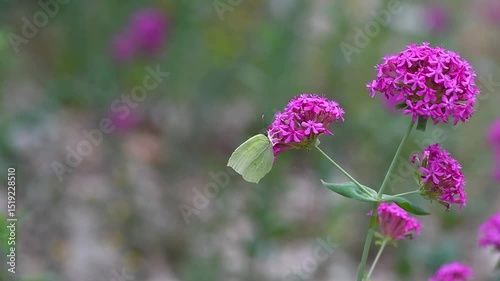 A butterfly feeding nectar from a pink flower. Powdered Brimstone, Gonepteryx farinosa. Catchfly Silene armeria.