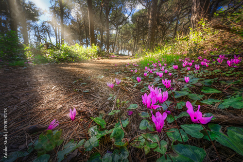 Cyclamen flowers in the pine forest in Marina di Cecina, Tuscany, Italy photo
