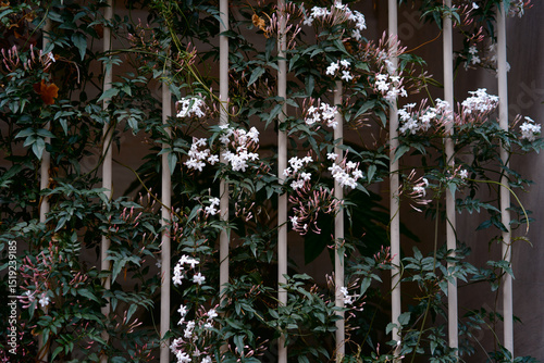 Lush Jasmine Plant Climbing Vertical Trellis with White Flowers in Bloom..