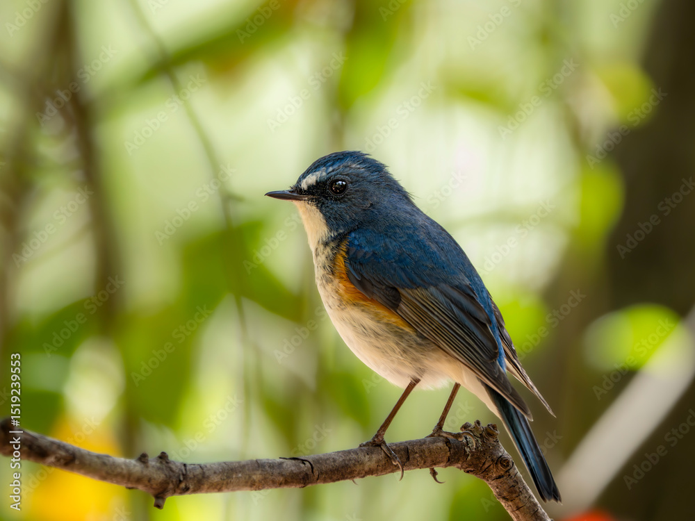 Naklejka premium 森の中で周りを見渡しているルリビタキの雄