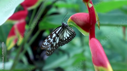 Macro of Ideopsis vulgaris Butterfly on Lobster-claws against blurred background in Philippines photo