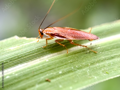Close up of Cockroach on the leaves