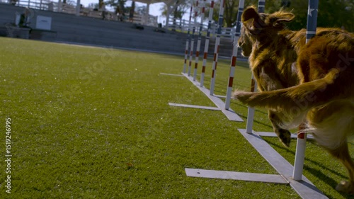 Beautiful golden retriever dog running through poles in training area - super slow motion steady cam shot