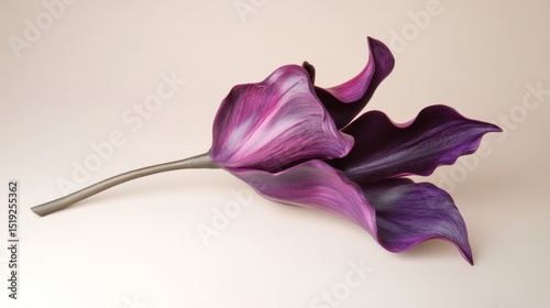 A vibrant purple tulip in bloom positioned on a plain light beige background natural 