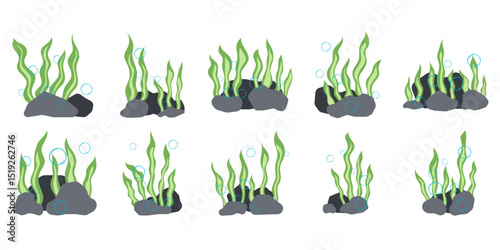 Seaweed Illustration