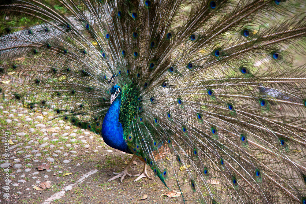 Naklejka premium In Valladolid, Spain