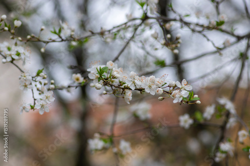 Prunus spinosa blackthorn flowers in bloom, small white flowering sloe tree branches