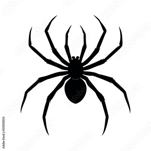 spider on a white background