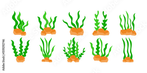 Seaweed Illustration