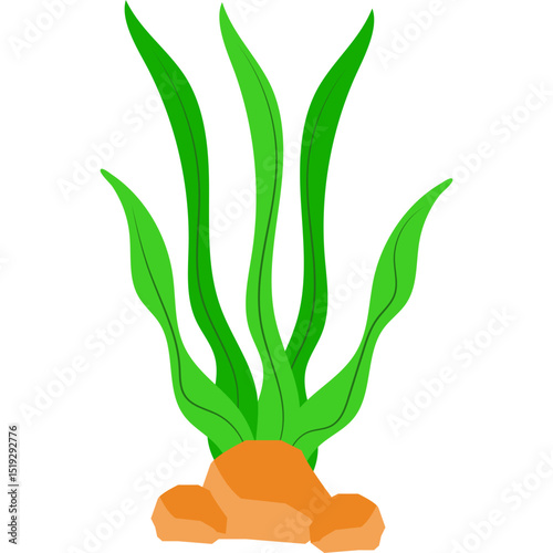 Seaweed Illustration