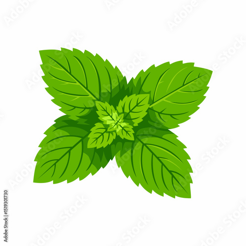Fresh green mint leaves, vibrant and aromatic, perfect for culinary use.