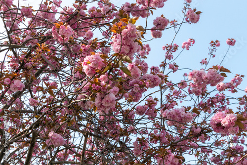 Sakura blossom branches in Istanbul, Turkey
