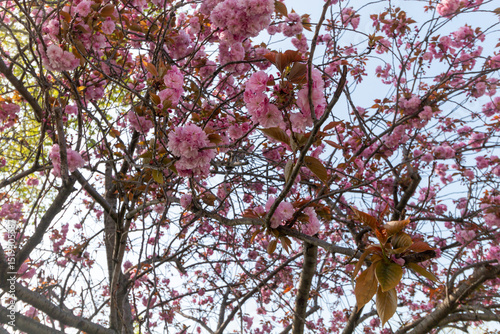 Sakura blossom branches in Istanbul, Turkey
