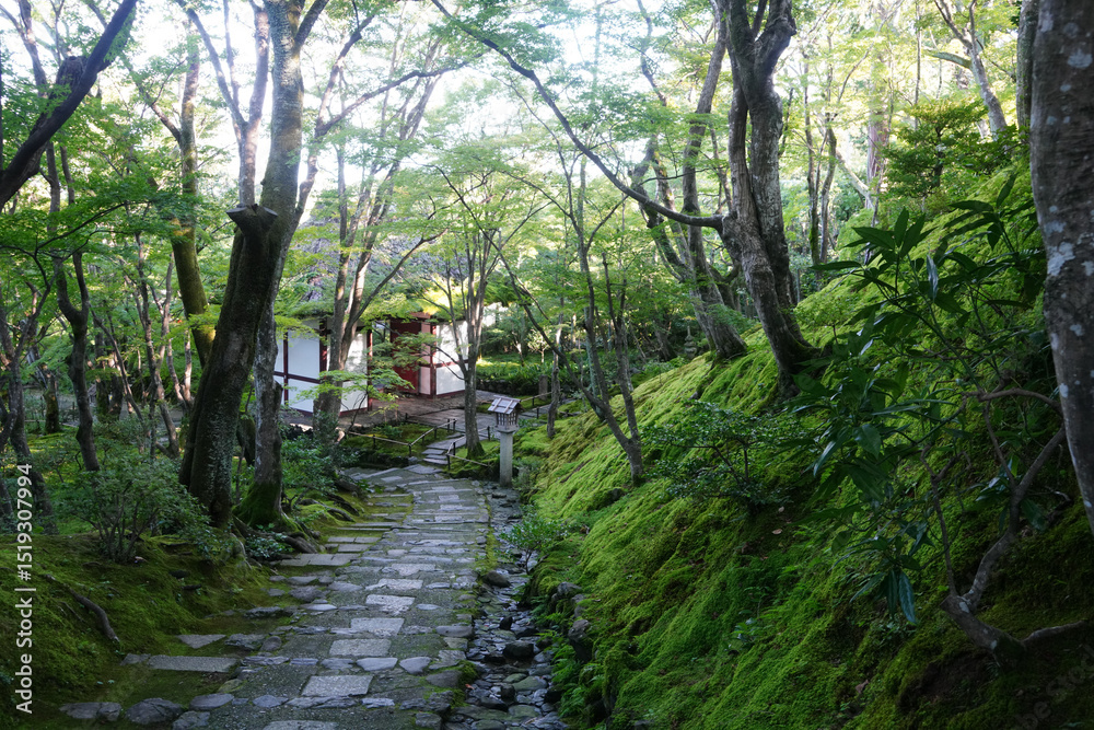 Obraz premium 京都常寂光寺の緑の木々と苔に覆われた境内風景
