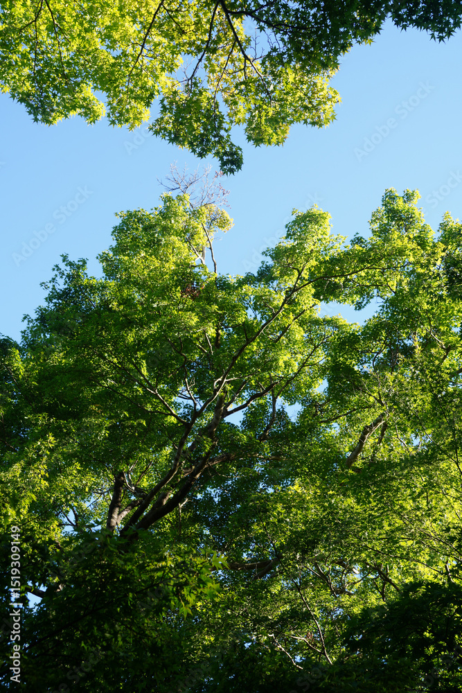 Obraz premium 京都常寂光寺の緑の木々と苔に覆われた境内風景