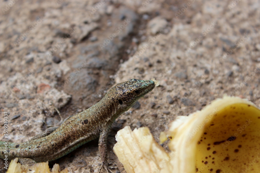 Fototapeta premium Madeira-Eidechse, Madeira-Mauereidechse, Eidechse,