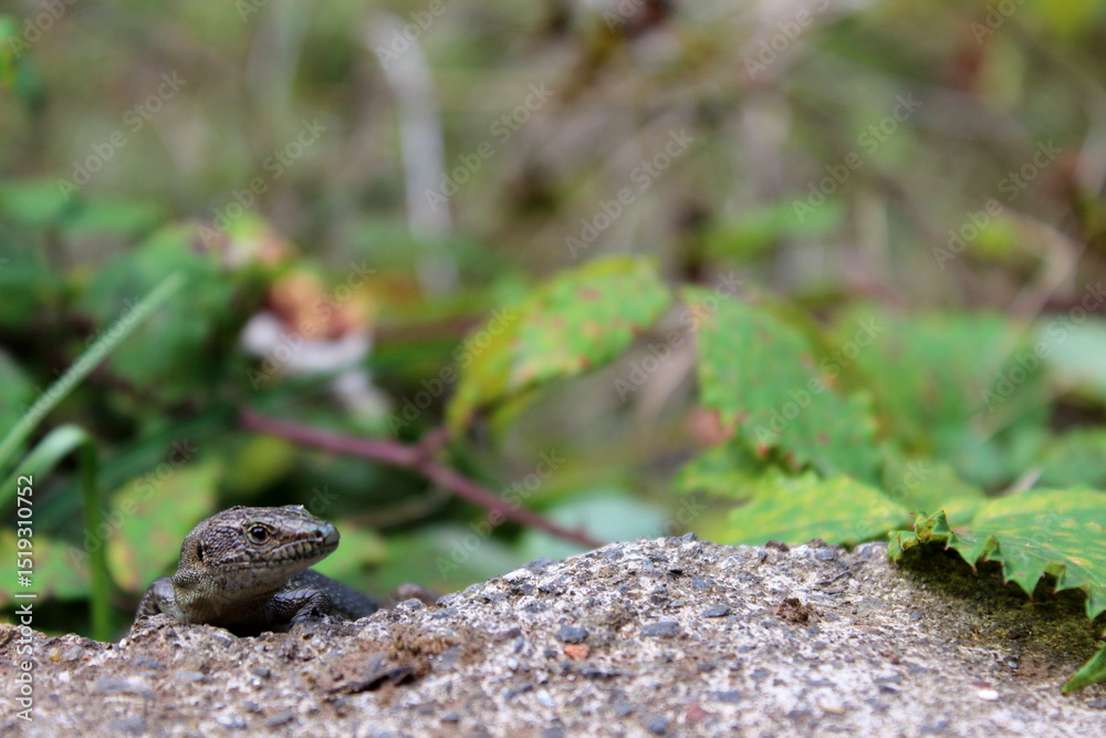 Obraz premium Madeira-Eidechse, Madeira-Mauereidechse, Eidechse,