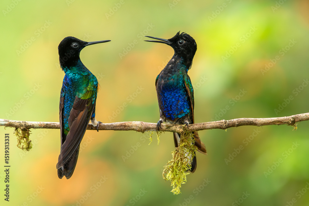 Fototapeta premium Velvet-purple Coronet (Boissonneaua jardini) equatorial hummingbirds.