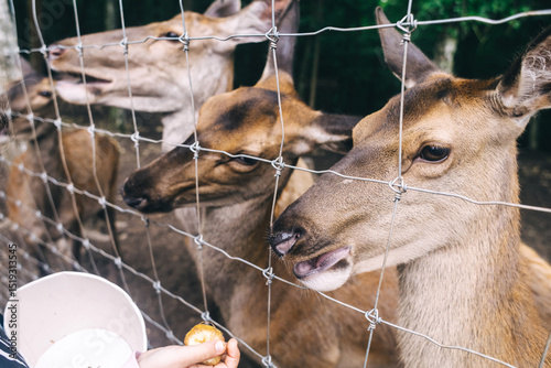 Children and adults feeding young deer in animal rescue rehabilitation center. Enjoying time in zoo or farm. Wildlife park