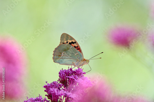 Papillon sur fleurs de valériane 