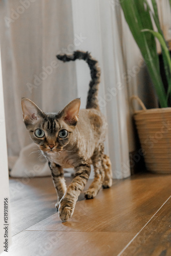 Devon Rex or Sphynx cat at home close-up with big ears and eyes looking at cam