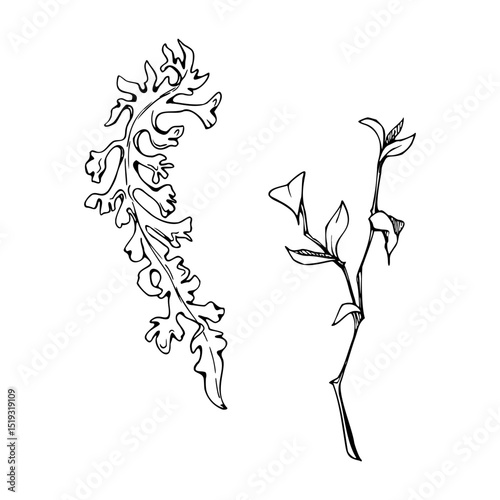 Foliose reindeer lichen segment, branch twig with leaves. Cetraria islandica Iceland moss. Single element botanical illustration hand drawn in vector ink. Folk medicine, honey ingredient, forest cover