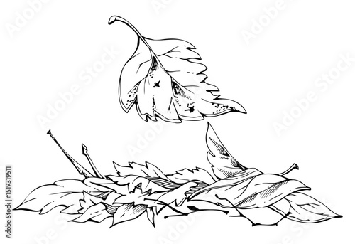 Autumn leaves pile with twigs, crumpled fallen dried forest floor cover. Single element botanical illustration hand drawn in vector ink. Herbarium pages, wildcrafting workshop brochures, scrapbooking