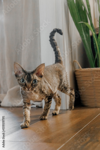 Devon Rex or Sphynx cat at home close-up with big ears and eyes looking at cam