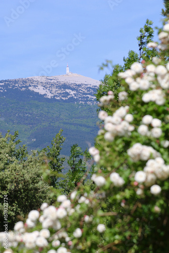 Mont Ventoux et roses 