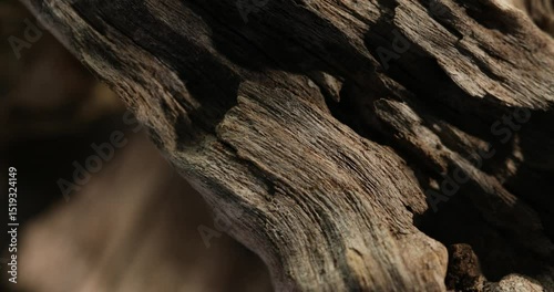 Close-up of weathered driftwood with rough texture and natural curves