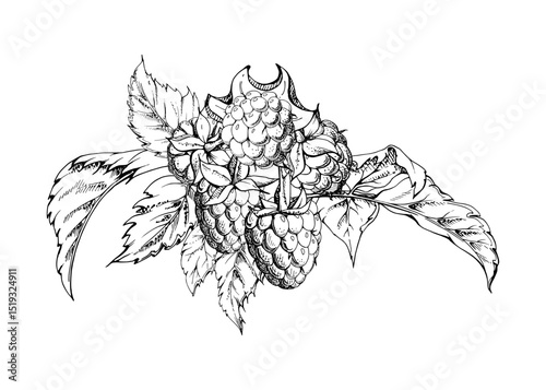 Raspberry berries and leaves asymmetrical bunch cluster group, hand drawn in vector ink, ripe forest garden berry. Isolated botanical illustration for restaurant, dessert menu, wedding, farmers market